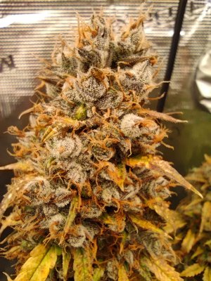 IMG_20230513_165614.jpg IMG_20230513_165614.jpg