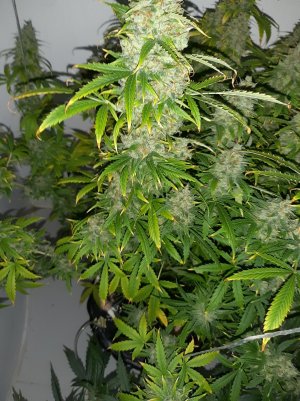 20230514_081726.jpg 20230514_081726.jpg