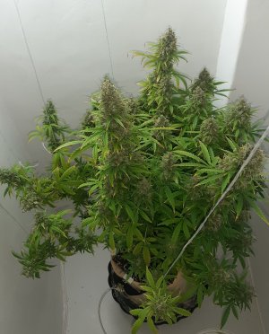 20230514_103244.jpg 20230514_103244.jpg