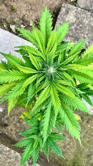 353455E9-B951-4004-9FB8-F9F615F63FDC.jpeg 353455E9-B951-4004-9FB8-F9F615F63FDC.jpeg