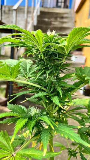 0E5E8090-DBD1-4435-B6CE-DCFC5847E03F.jpeg 0E5E8090-DBD1-4435-B6CE-DCFC5847E03F.jpeg