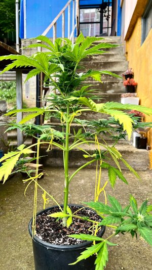 65E4BF5B-0D73-4349-915D-711717E183A2.jpeg 65E4BF5B-0D73-4349-915D-711717E183A2.jpeg