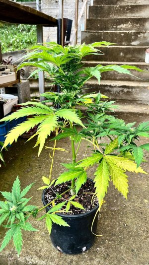 782AA1DE-7B2D-4FD5-8EE6-5D30C3D3F729.jpeg 782AA1DE-7B2D-4FD5-8EE6-5D30C3D3F729.jpeg