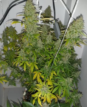 20230515_164444.jpg 20230515_164444.jpg