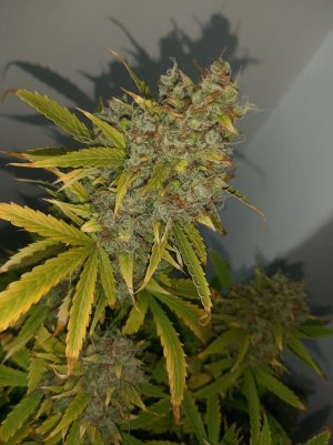 20230515_165935.jpg 20230515_165935.jpg