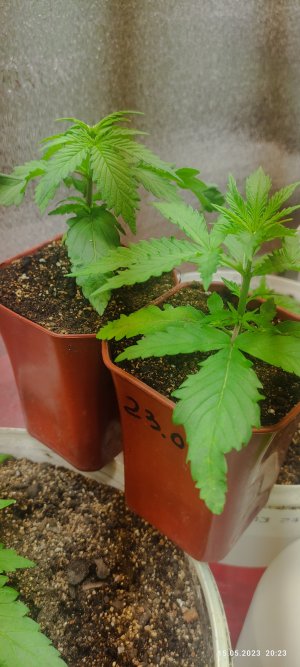 IMG_20230515_202328.jpg IMG_20230515_202328.jpg