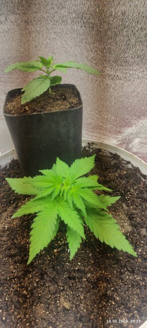 IMG_20230515_202318.jpg IMG_20230515_202318.jpg