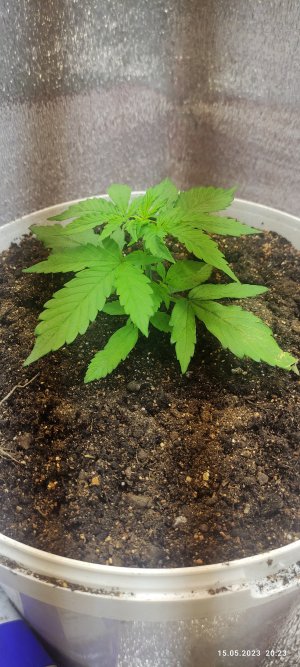 IMG_20230515_202314.jpg IMG_20230515_202314.jpg