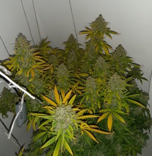 20230516_175721.jpg 20230516_175721.jpg