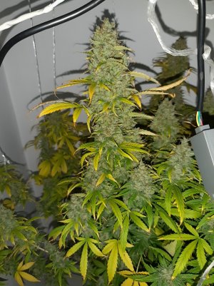 20230516_175738.jpg 20230516_175738.jpg