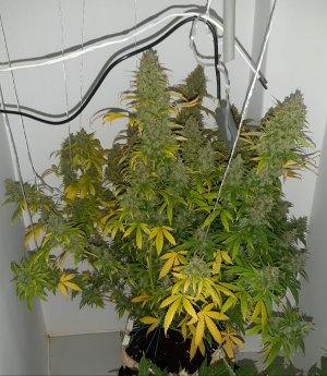 20230516_181241.jpg 20230516_181241.jpg