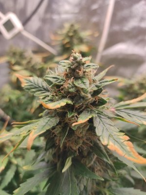 2023-05-18-17-03-37-024.jpg 2023-05-18-17-03-37-024.jpg