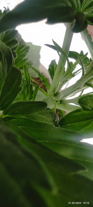 IMG_20230521_191505.jpg IMG_20230521_191505.jpg