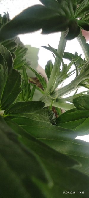 IMG_20230521_191504.jpg IMG_20230521_191504.jpg