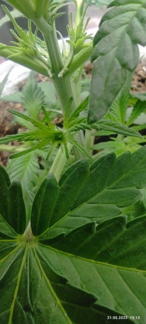 IMG_20230521_191320.jpg IMG_20230521_191320.jpg