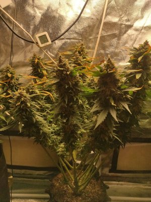 2023-05-21-19-05-50-826.jpg 2023-05-21-19-05-50-826.jpg