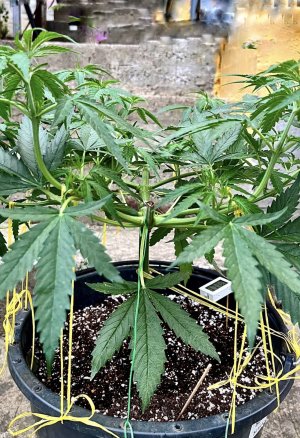 33D64E4C-25B9-4D36-8D0E-770CD6CECA97.jpeg 33D64E4C-25B9-4D36-8D0E-770CD6CECA97.jpeg