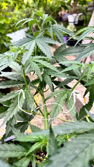 609EEE77-DC9B-469E-B9B7-FA9213216F55.jpeg 609EEE77-DC9B-469E-B9B7-FA9213216F55.jpeg