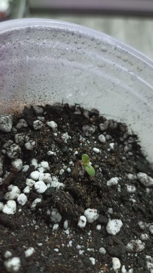 IMG_20230407_191842.jpg IMG_20230407_191842.jpg