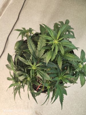 IMG_20230523_183600.jpg IMG_20230523_183600.jpg