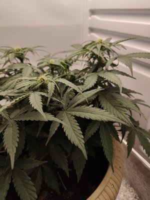 IMG20230524080152.jpg IMG20230524080152.jpg