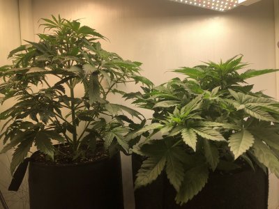 3F93B14E-4F02-4B78-847D-20EA2C543D22.jpeg 3F93B14E-4F02-4B78-847D-20EA2C543D22.jpeg