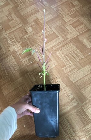 31D394F5-45D9-4F43-BB8D-E46D507B9DD6.jpeg 31D394F5-45D9-4F43-BB8D-E46D507B9DD6.jpeg