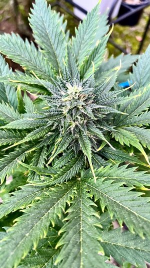 F960FB56-E2BE-4786-ADB3-768EEEC2DB3E.jpeg F960FB56-E2BE-4786-ADB3-768EEEC2DB3E.jpeg