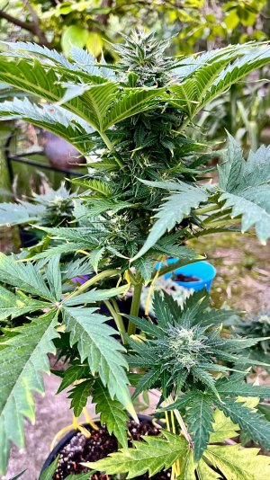 F5FCCF58-F0D0-4ABD-AF0D-BECE1D6C420A.jpeg F5FCCF58-F0D0-4ABD-AF0D-BECE1D6C420A.jpeg