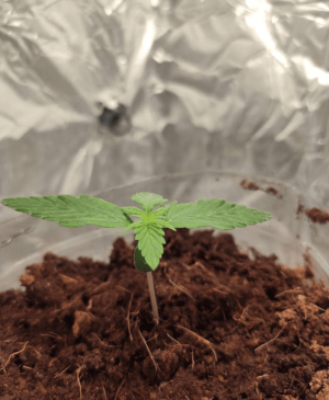 1685005550312.png 1685005550312.png