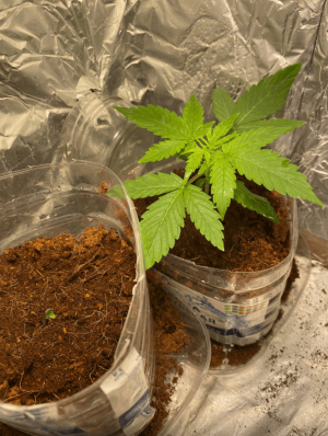 1685005582395.png 1685005582395.png