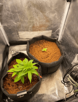 1685005718822.png 1685005718822.png