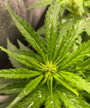 1685005860774.png 1685005860774.png