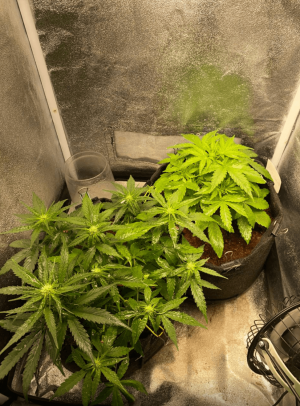 1685005882638.png 1685005882638.png