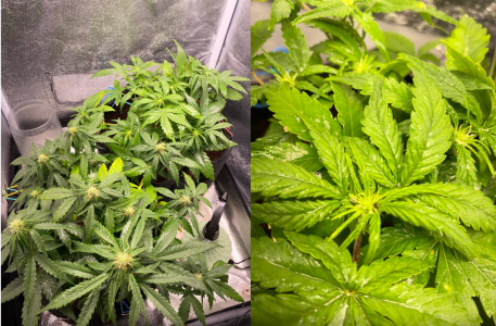 1685005959960.png 1685005959960.png