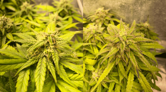 1685006051199.png 1685006051199.png