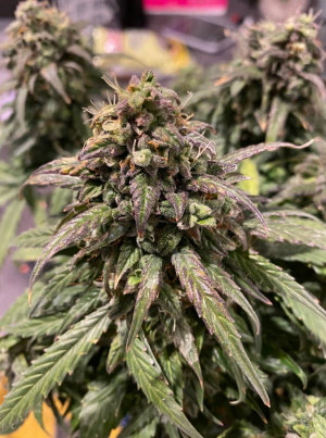 1685006090729.png 1685006090729.png