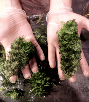 1685006194417.png 1685006194417.png