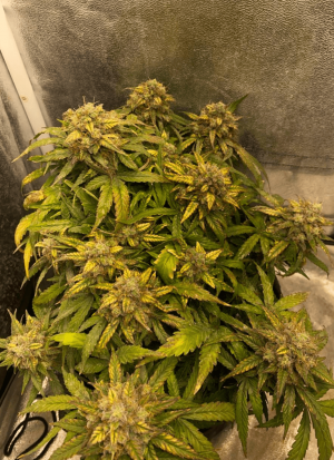 1685006223228.png 1685006223228.png