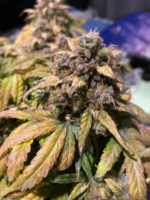 1685006259970.png 1685006259970.png