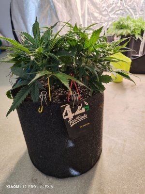 IMG_20230525_181453.jpg IMG_20230525_181453.jpg