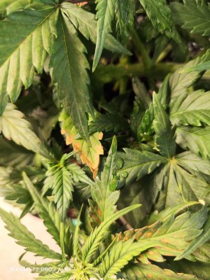 IMG_20230525_181457.jpg IMG_20230525_181457.jpg