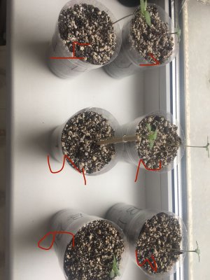 F5B47E2B-C3D3-4493-8B6F-D2BDBDE9AB36.jpeg F5B47E2B-C3D3-4493-8B6F-D2BDBDE9AB36.jpeg