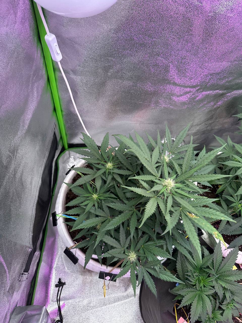 041FE56E-0140-4863-B05A-30528DBD4670.jpeg 041FE56E-0140-4863-B05A-30528DBD4670.jpeg