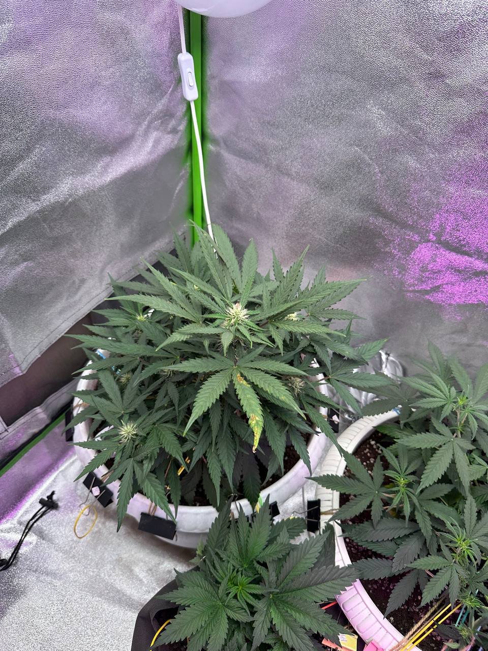 8F75021E-4D2B-4815-B9BA-819719270896.jpeg 8F75021E-4D2B-4815-B9BA-819719270896.jpeg