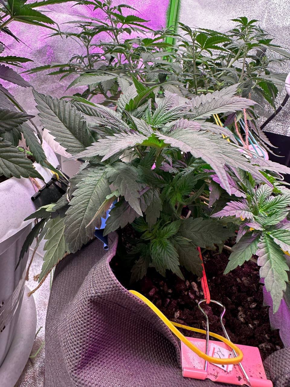 973E351B-6F51-4E3B-9C32-052E79794C41.jpeg 973E351B-6F51-4E3B-9C32-052E79794C41.jpeg