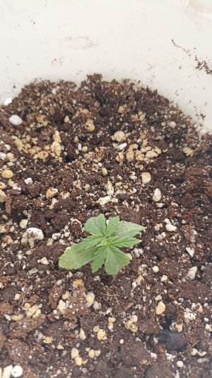 IMG_20230424_100417.jpg IMG_20230424_100417.jpg