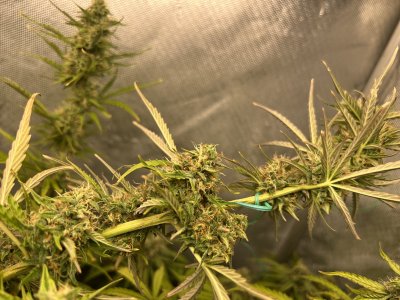 IMG_9494.jpeg IMG_9494.jpeg