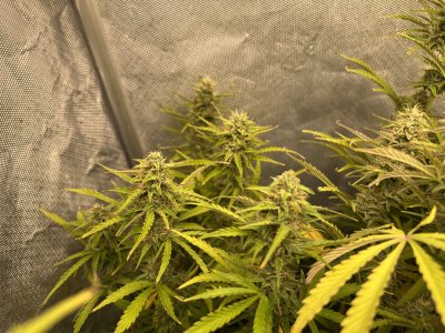 IMG_9495.jpeg IMG_9495.jpeg