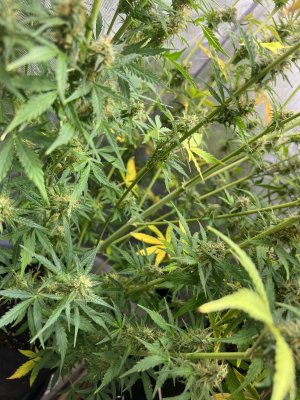 IMG_9497.jpeg IMG_9497.jpeg